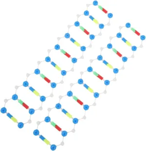 2pcs Double Helix Structure Model Components Self Assembling DNA Model for Science Education Essential Teaching Tool for Biology Concepts and Student Engagement
