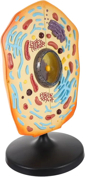 Animal Cell Anatomical Model for Biology Education Detailed Structure Display for Teaching and Learning for Schools and Laboratories Design