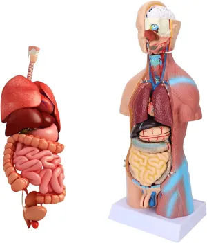 Educational Model,45cm Human Torso Model Human Brain and Skeleton Model Human Anatomy Models Science Learning Kit Teaching Model Removable Internal Anatomy Skeleton Model