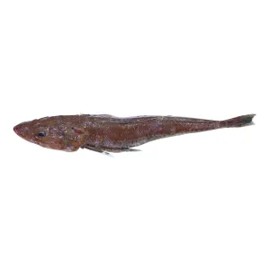Flathead