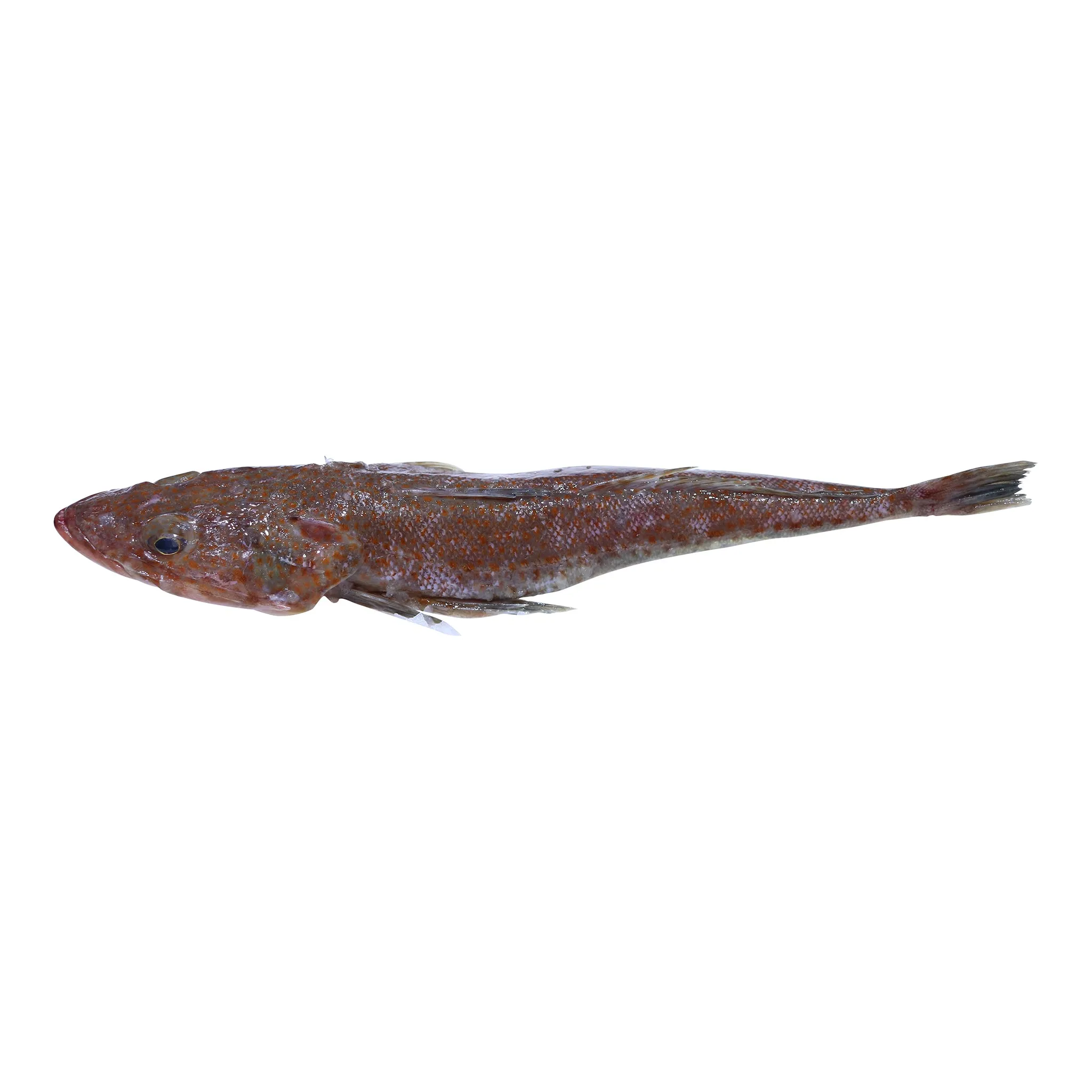 Flathead