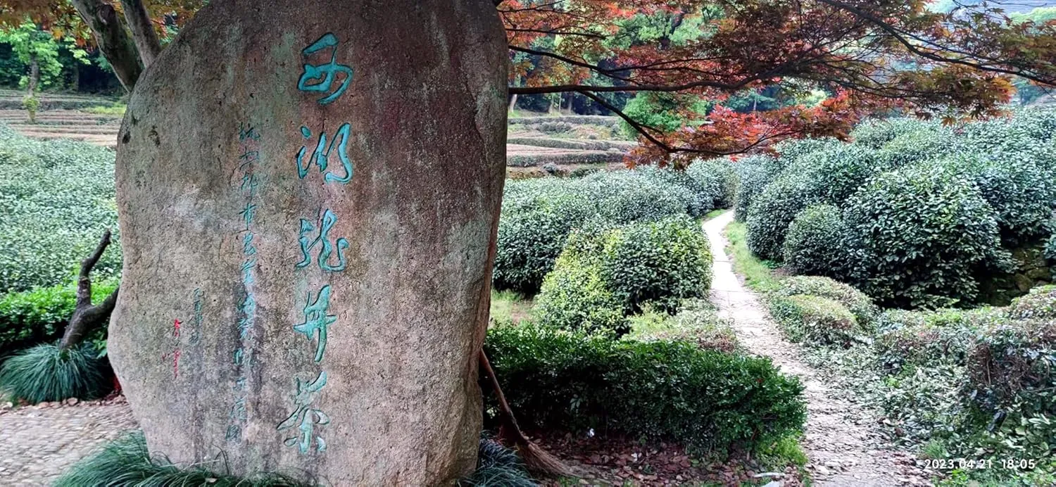 JQ 2025 New Harvest Pre-Qingming Dragon Well Green Tea -Basic Grade- Ming Qian LongJing Cha, Hangzhou Origin Loose Leaf Green Tea (4.4 oz/125g)