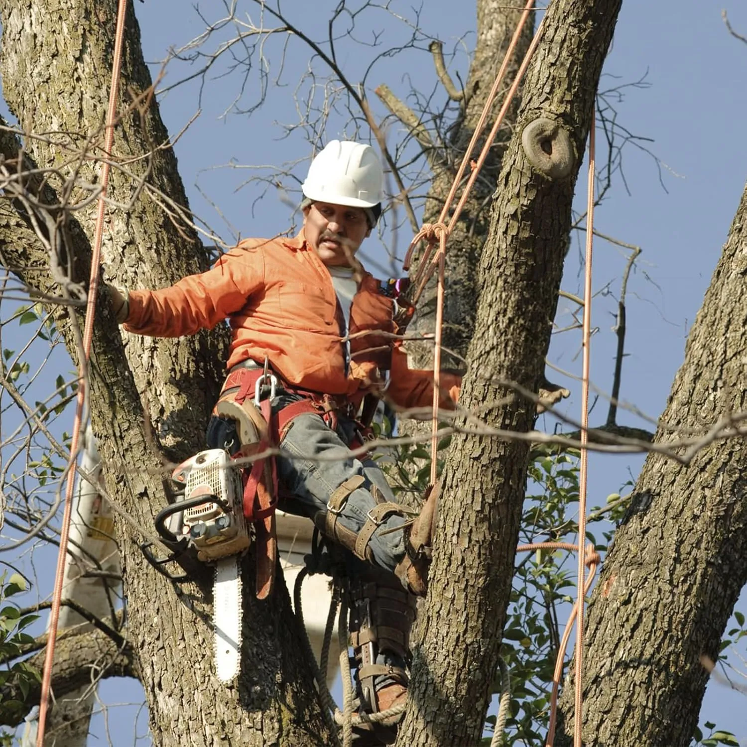 Tree Climbing Spikes,Tree Climbing Gear,Tree Climbing Kit Suitable for Climbing Trees, Picking Fruits,etc