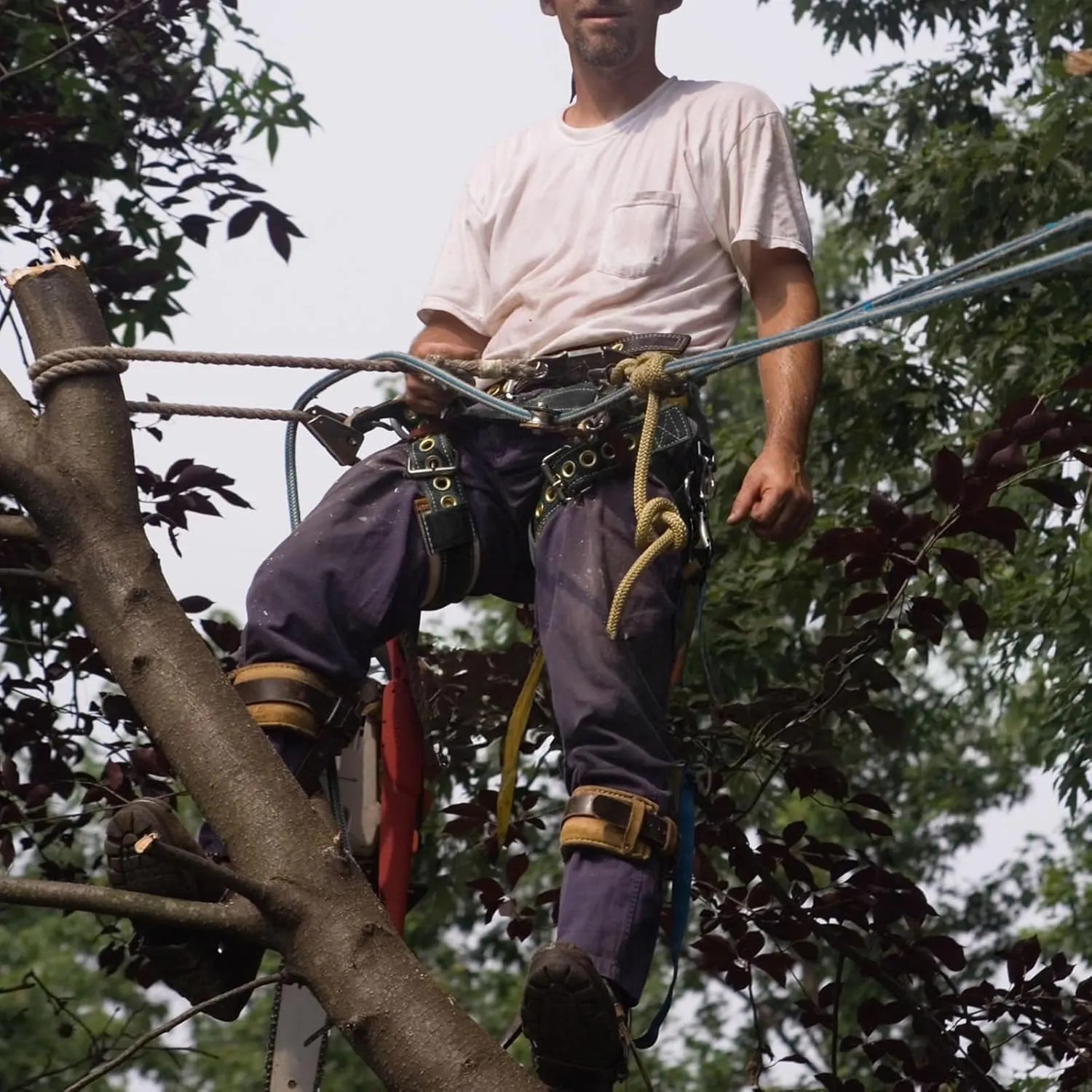 Tree Climbing Spikes,Tree Climbing Kit,Tree Climbing Gear,Suitable for Fruit Picking,Tree Climbing,Hunting